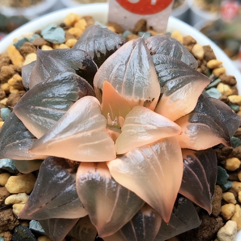 【闪购商品】红纹锦34