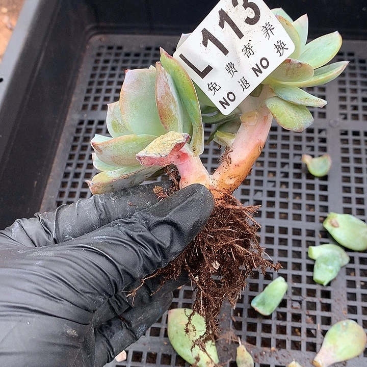 桑***榆白凤朵朵 多肉植物9.25号左右