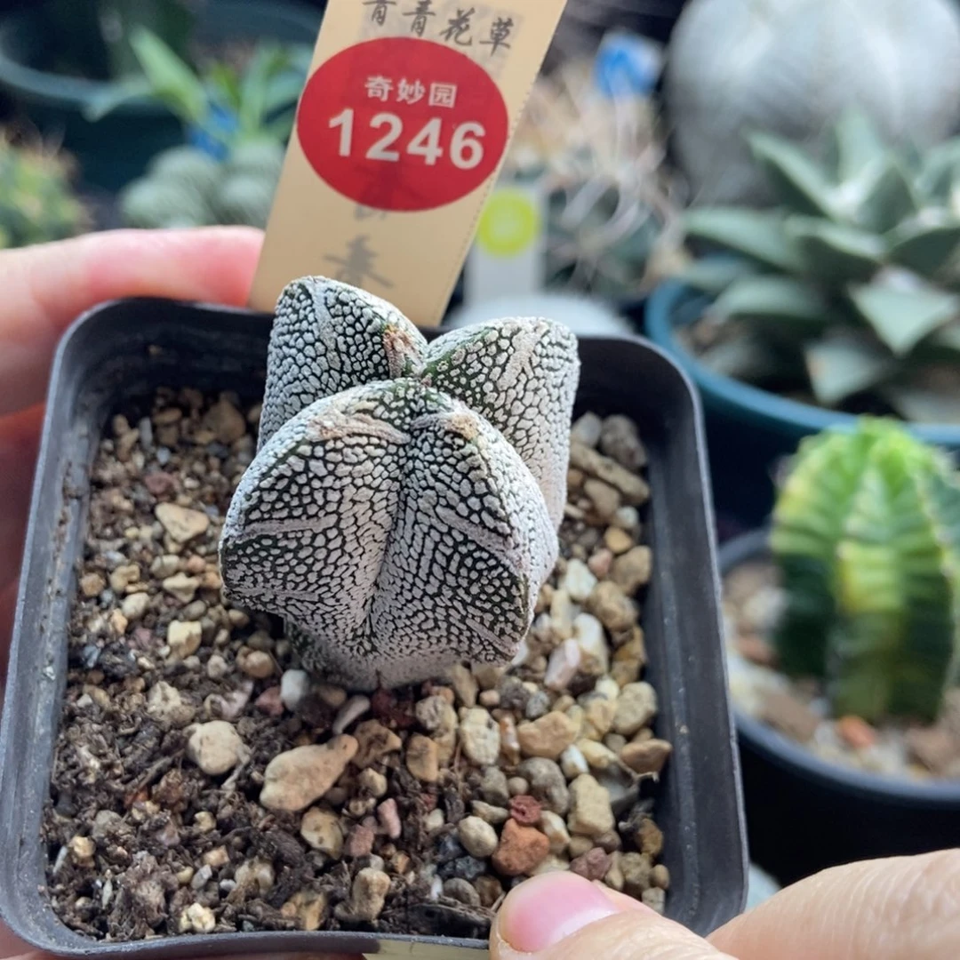 实生四角带V恩冢4.7cm