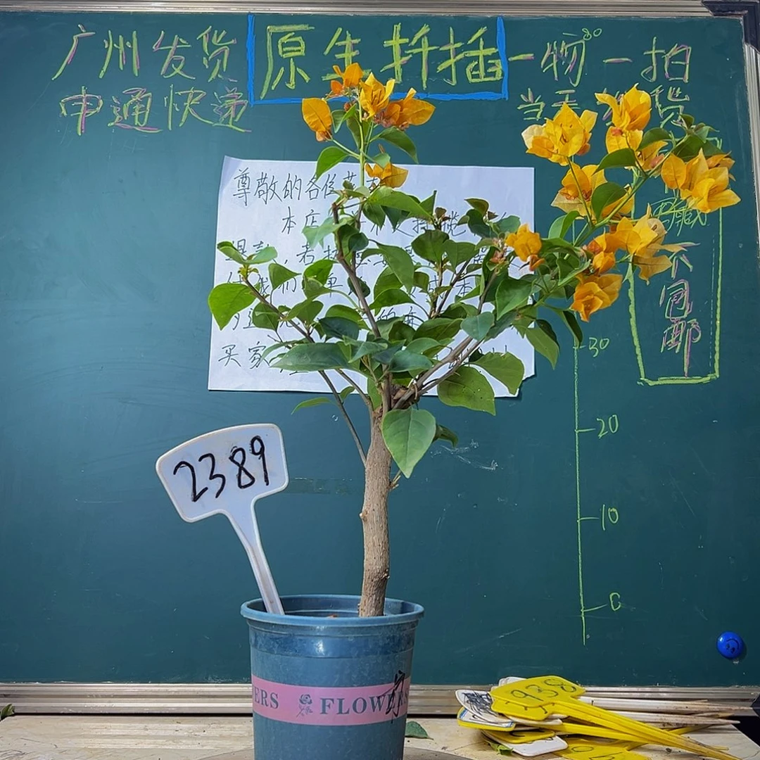 当前无花栽培后可以开花粗杆 柠檬黄2389