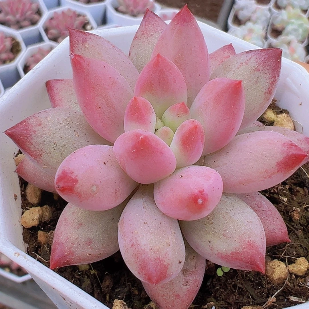 单头金鱼姬19包邮