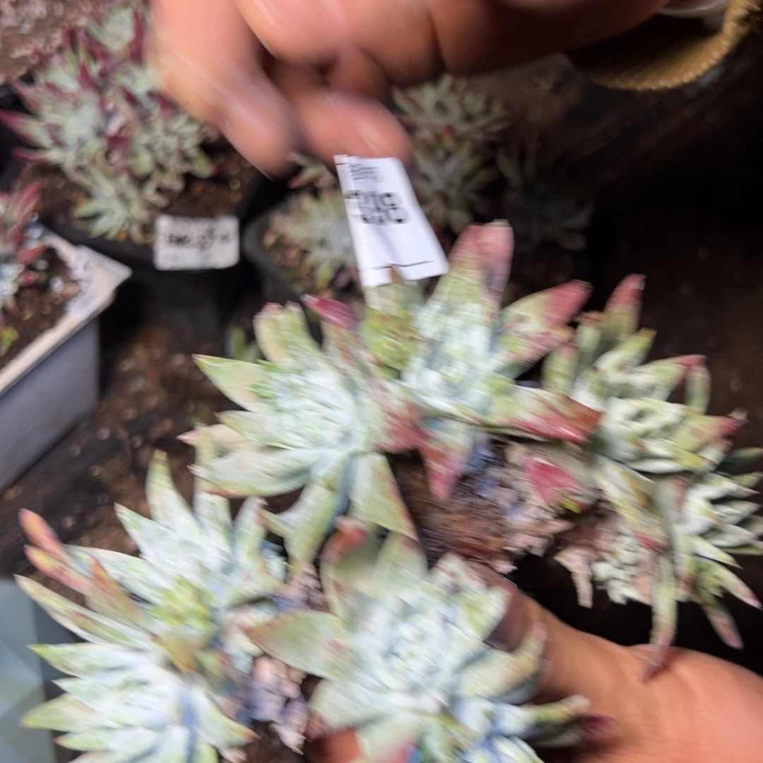 M**闵2398瑕疵哈哈哈哈哈哈哈