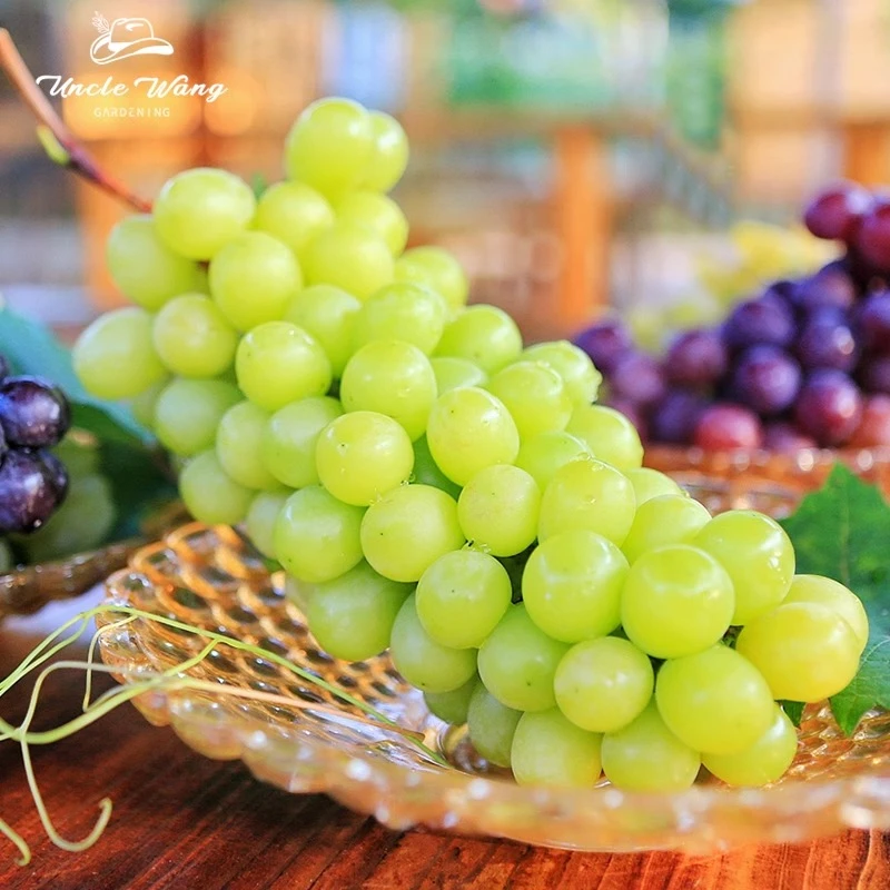 种花王大爷 葡萄寒香蜜葡萄果树苗四季栽种庭院花园