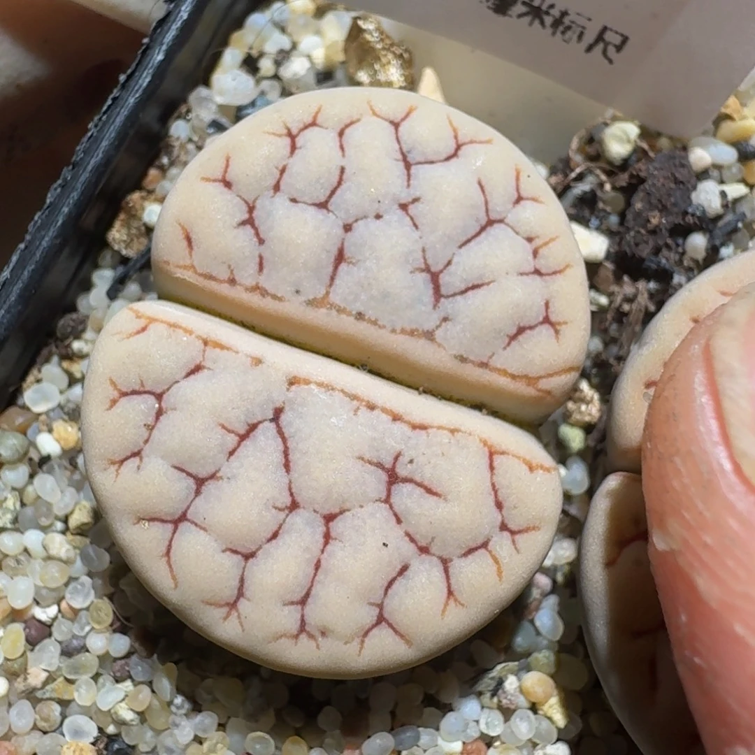 zzzzz精品生石花73