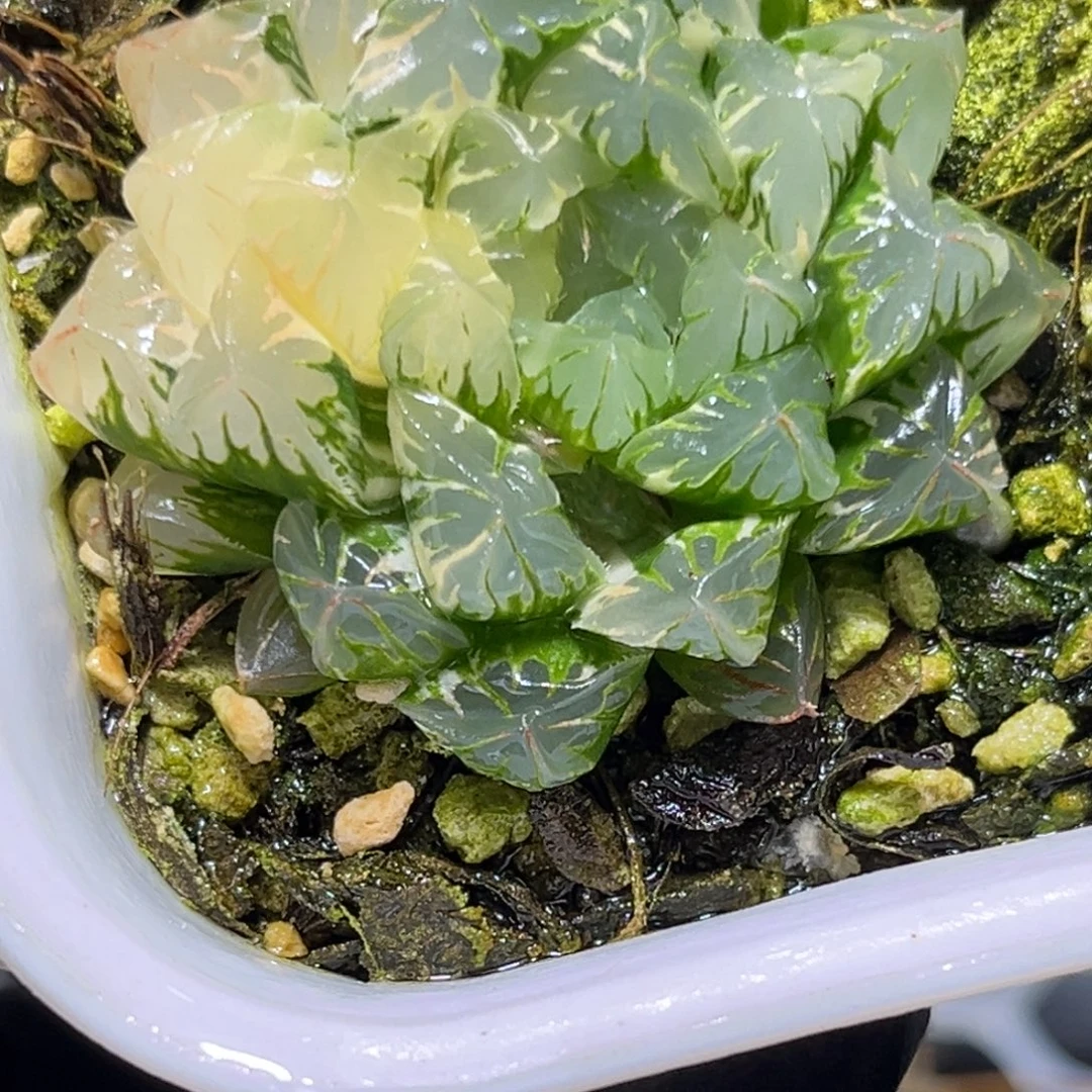 十二卷多肉植物96广赖