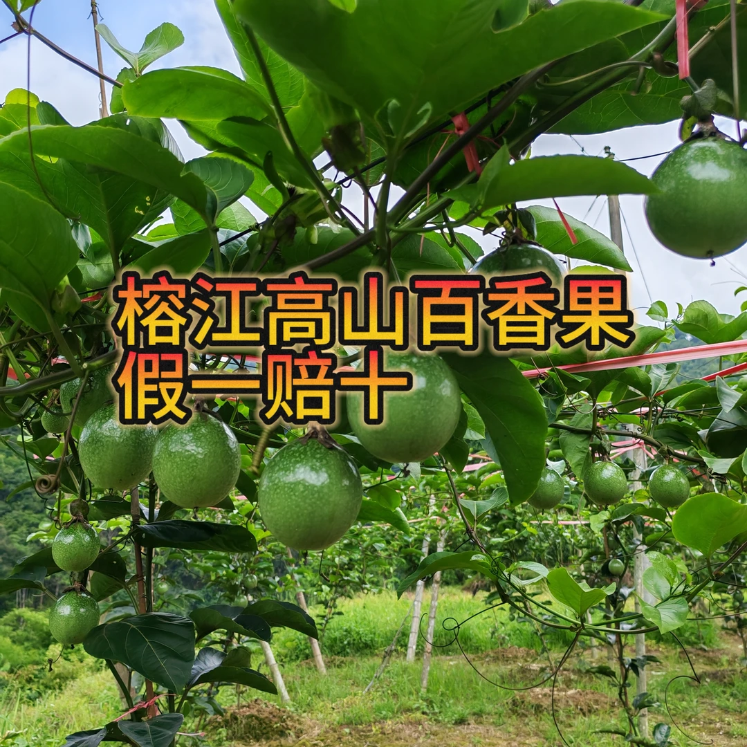 榕江高山百香果香甜可口的榕江钦密九号百香果