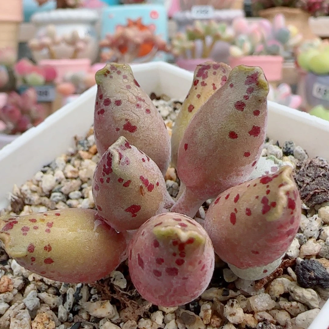 老桩粉海豹 代侧芽 盆口5cm