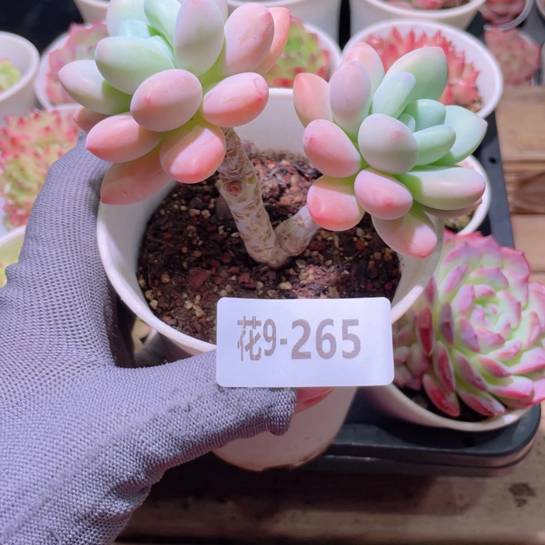 花利美9-265洛神