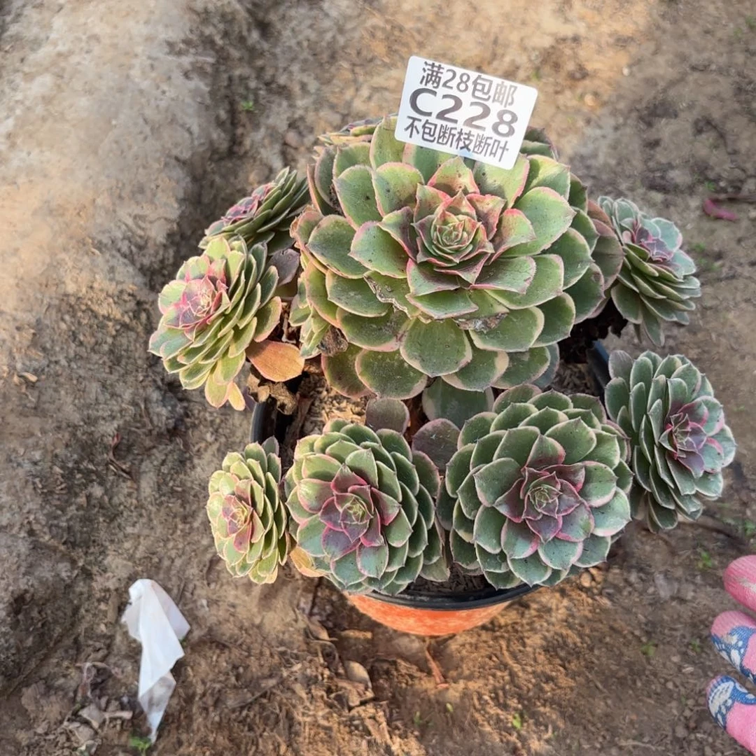 M. 228粉花妖多肉。cad