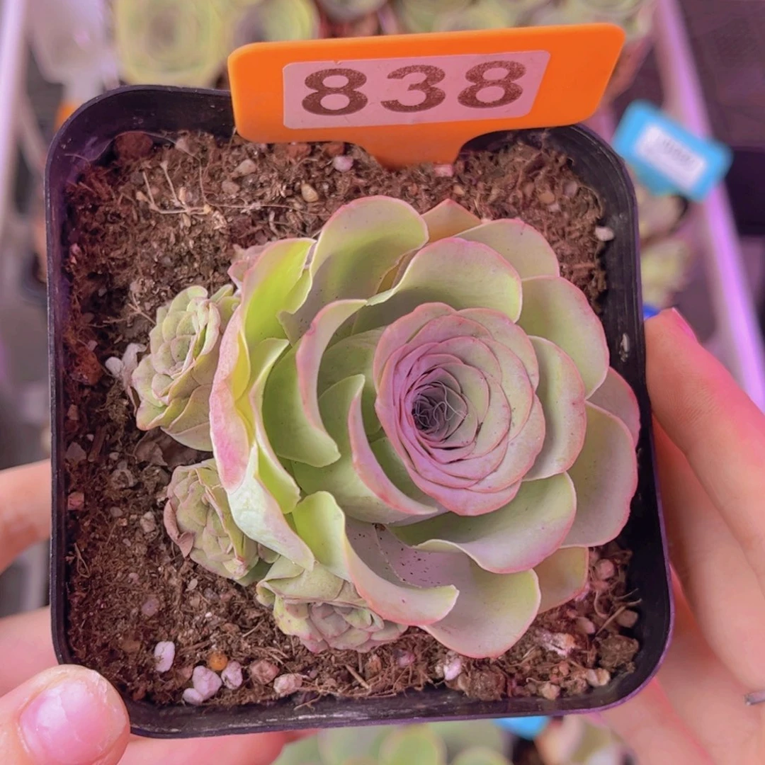 单品一物一拍838号