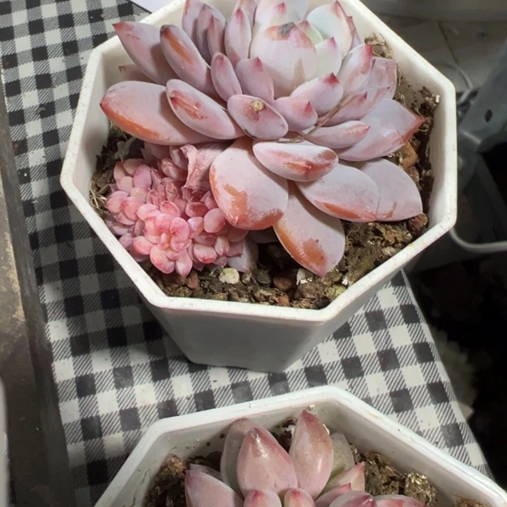 玉芙蓉缀多肉植物298