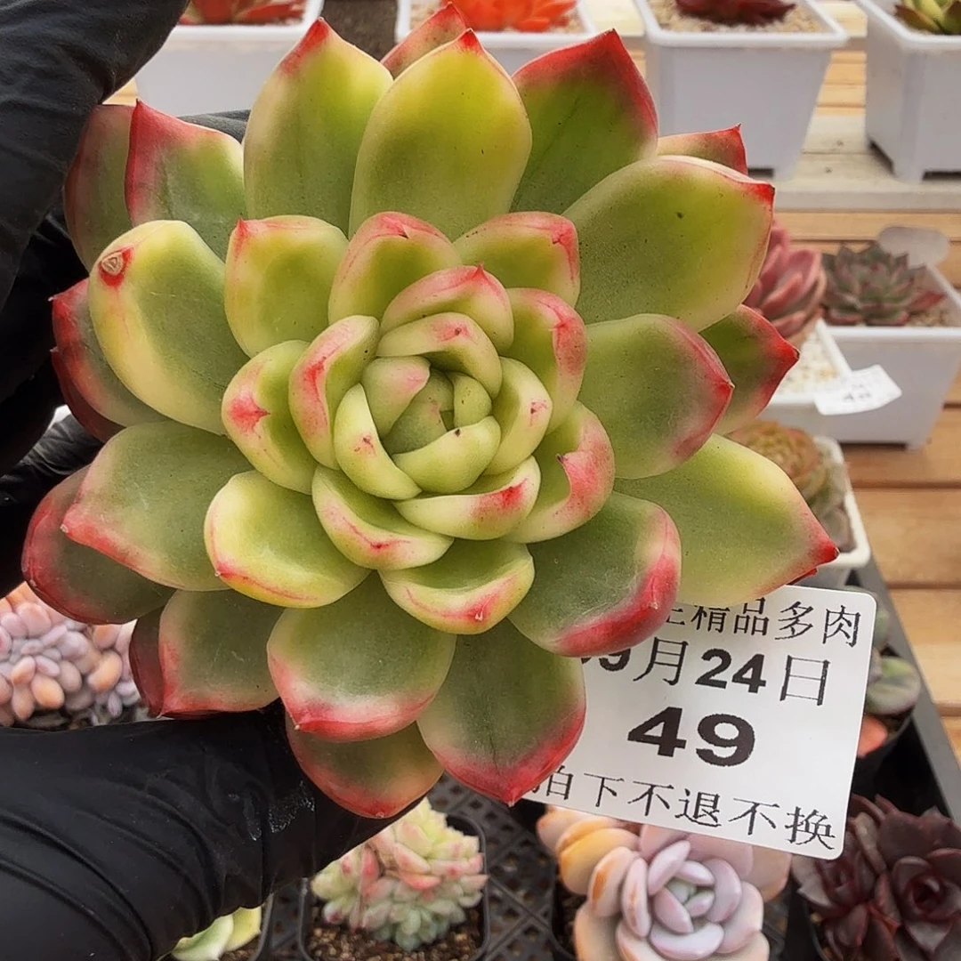0924-49水晶珍妮锦单头