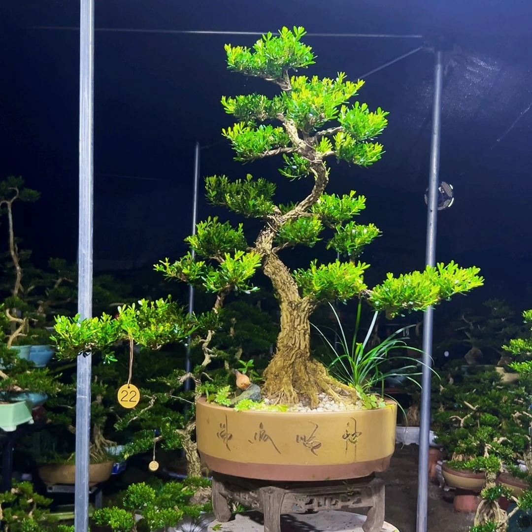 无花朵黄杨木