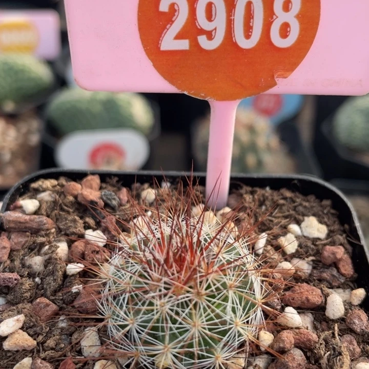 实生马库斯2908000000