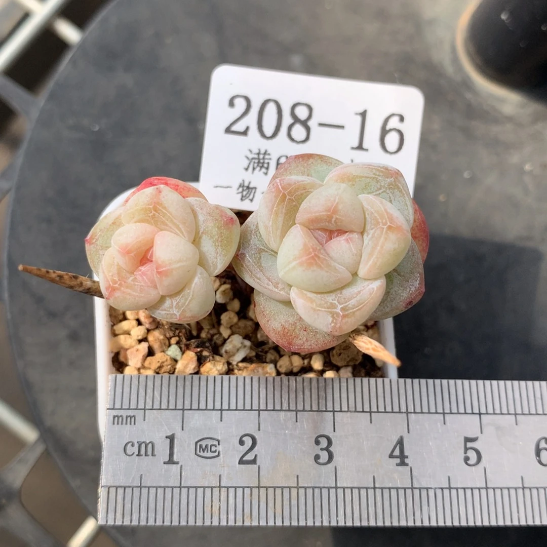 16。双头长腿糖心白底冰玉。