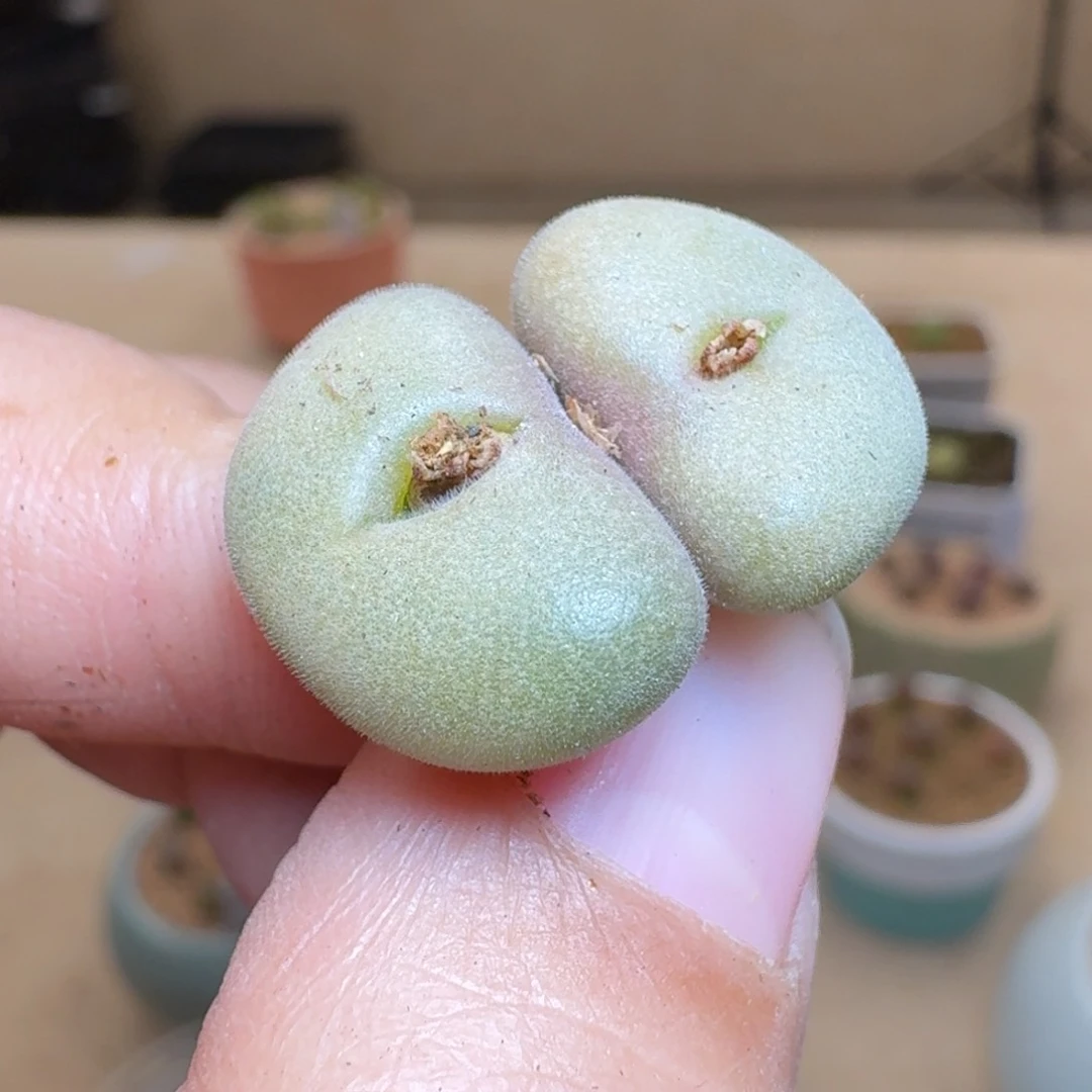 0****24-298ppppooppppppppp