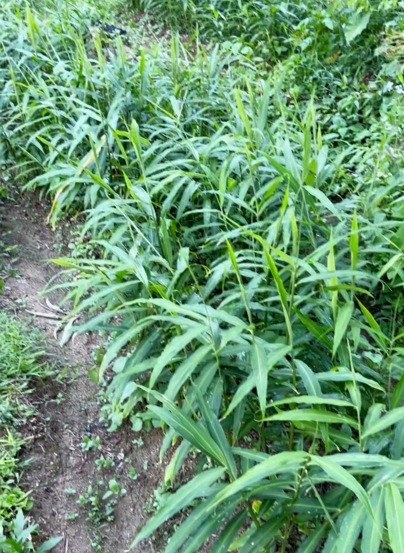 广东信宜高山大肉嫩姜