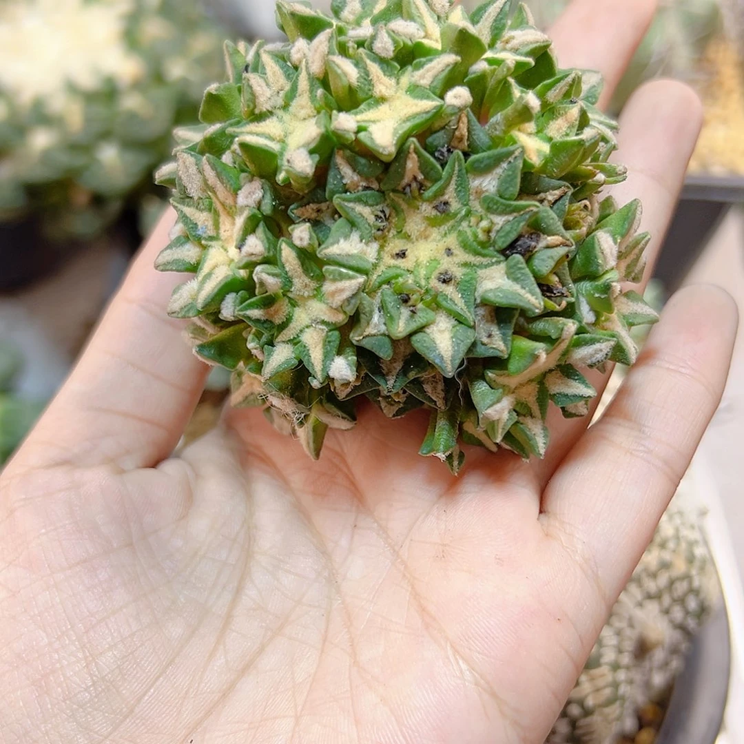 晚26号苗接姬牡丹群无根7.4公分