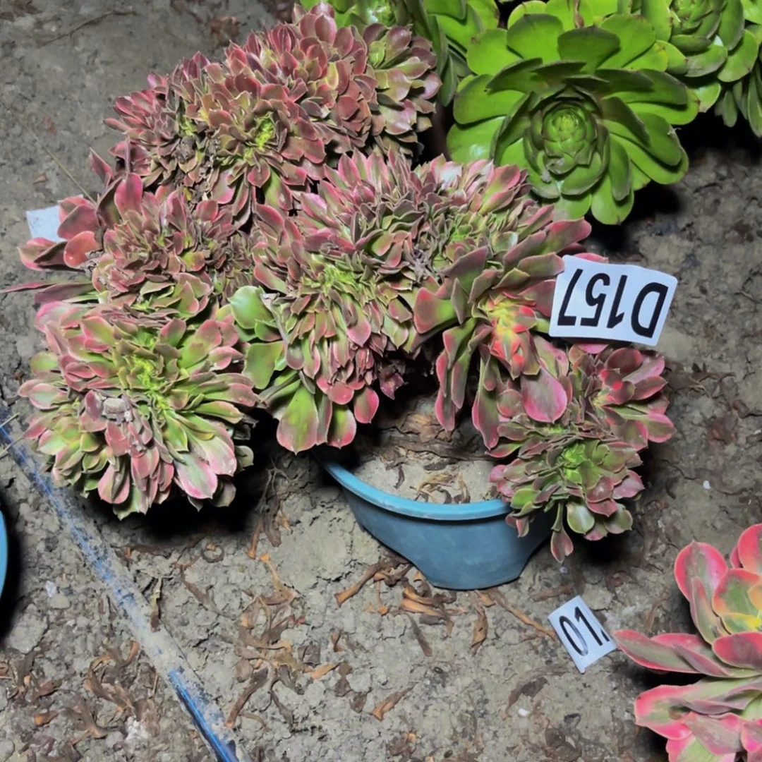 香妃法师14—-31包邮