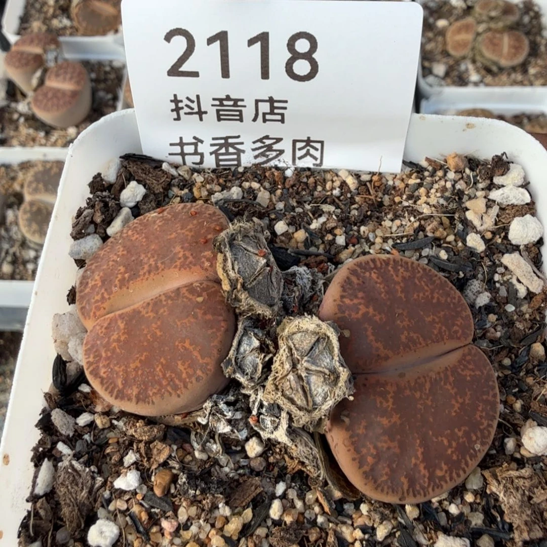 多肉。