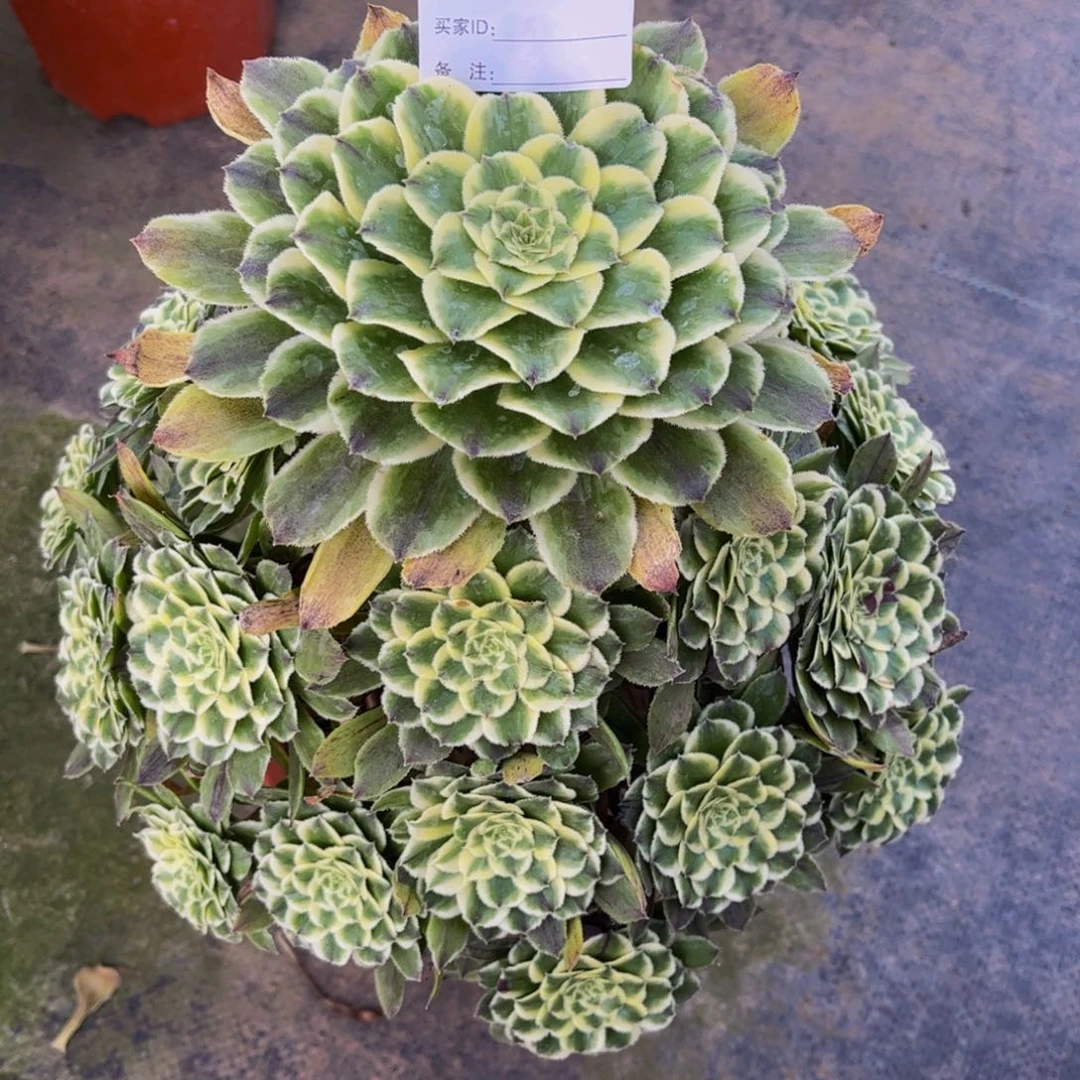 碧浪000000000000594