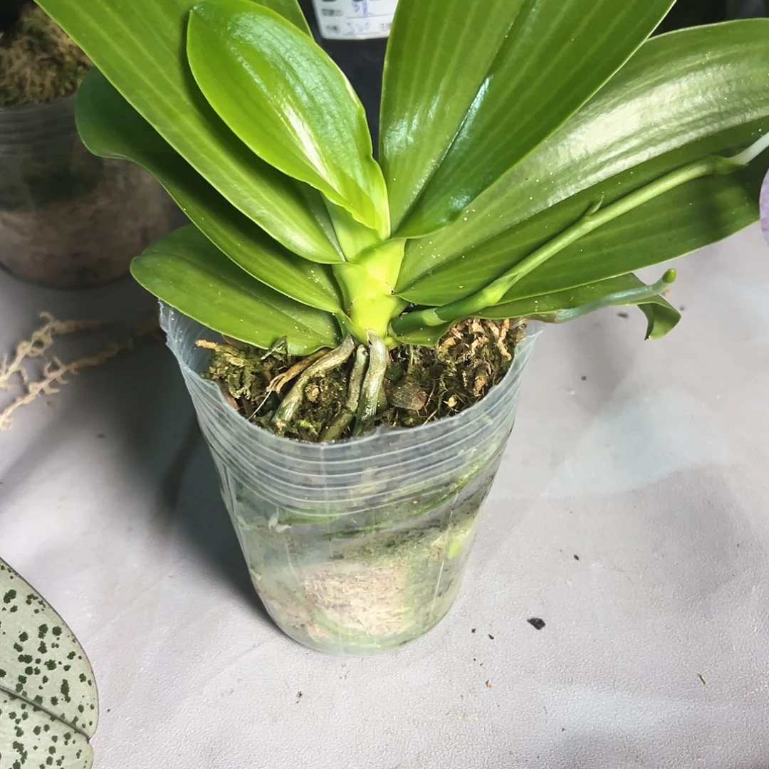 不开花植物蝴蝶兰2.5