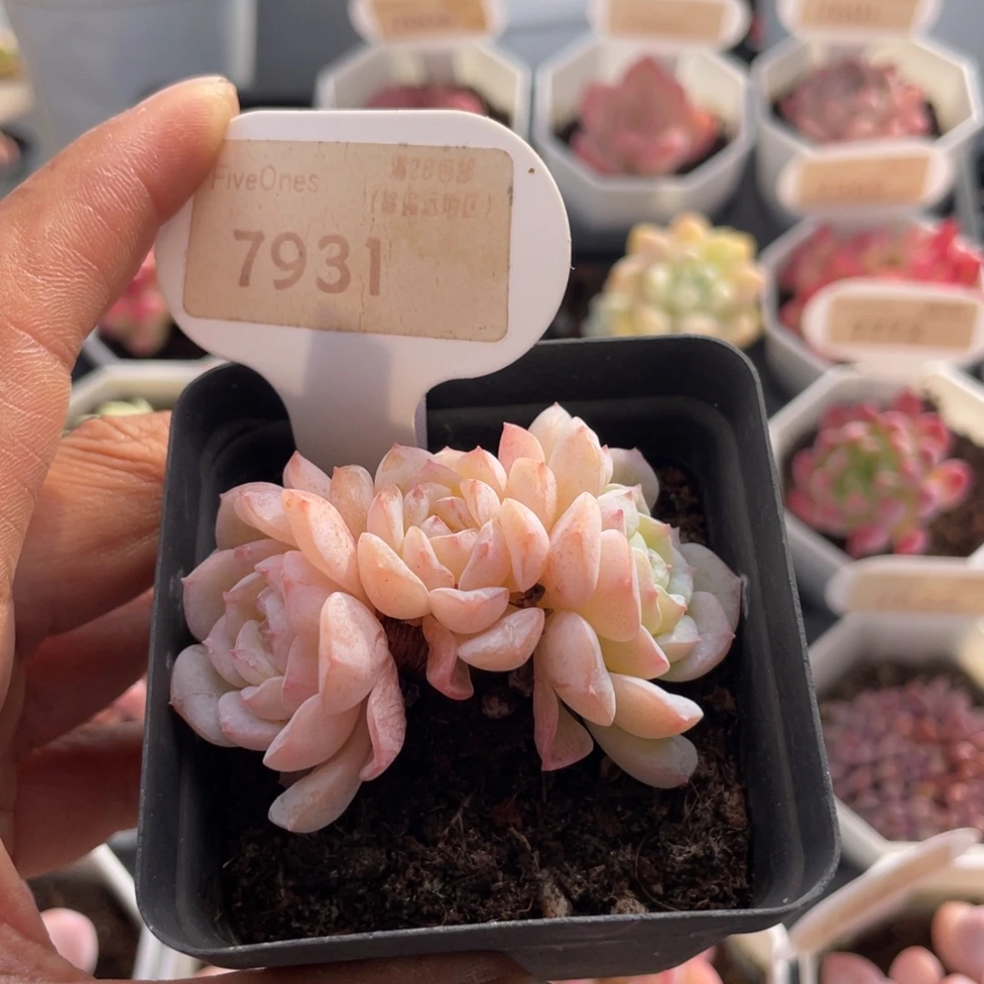 雪颜7931-6.0厘米