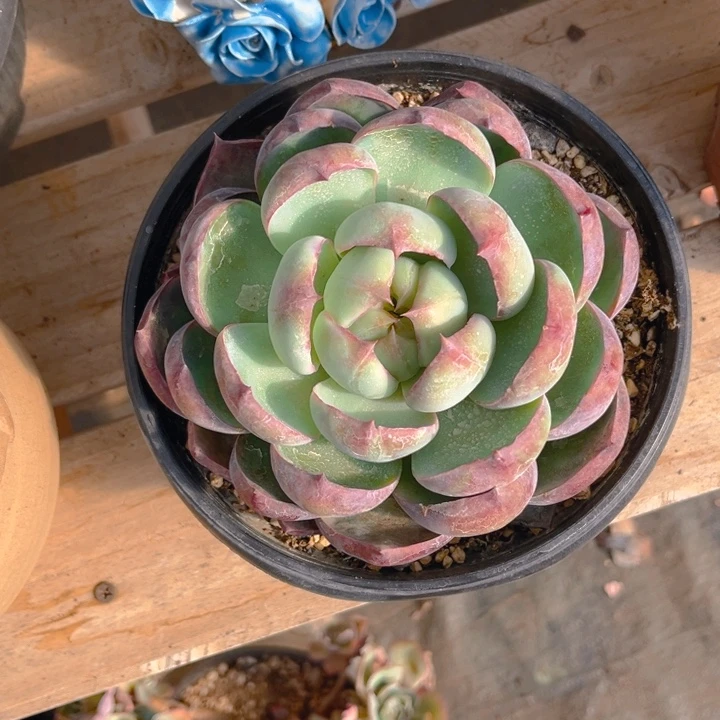 惊鸿仙子多肉植物1 4 2