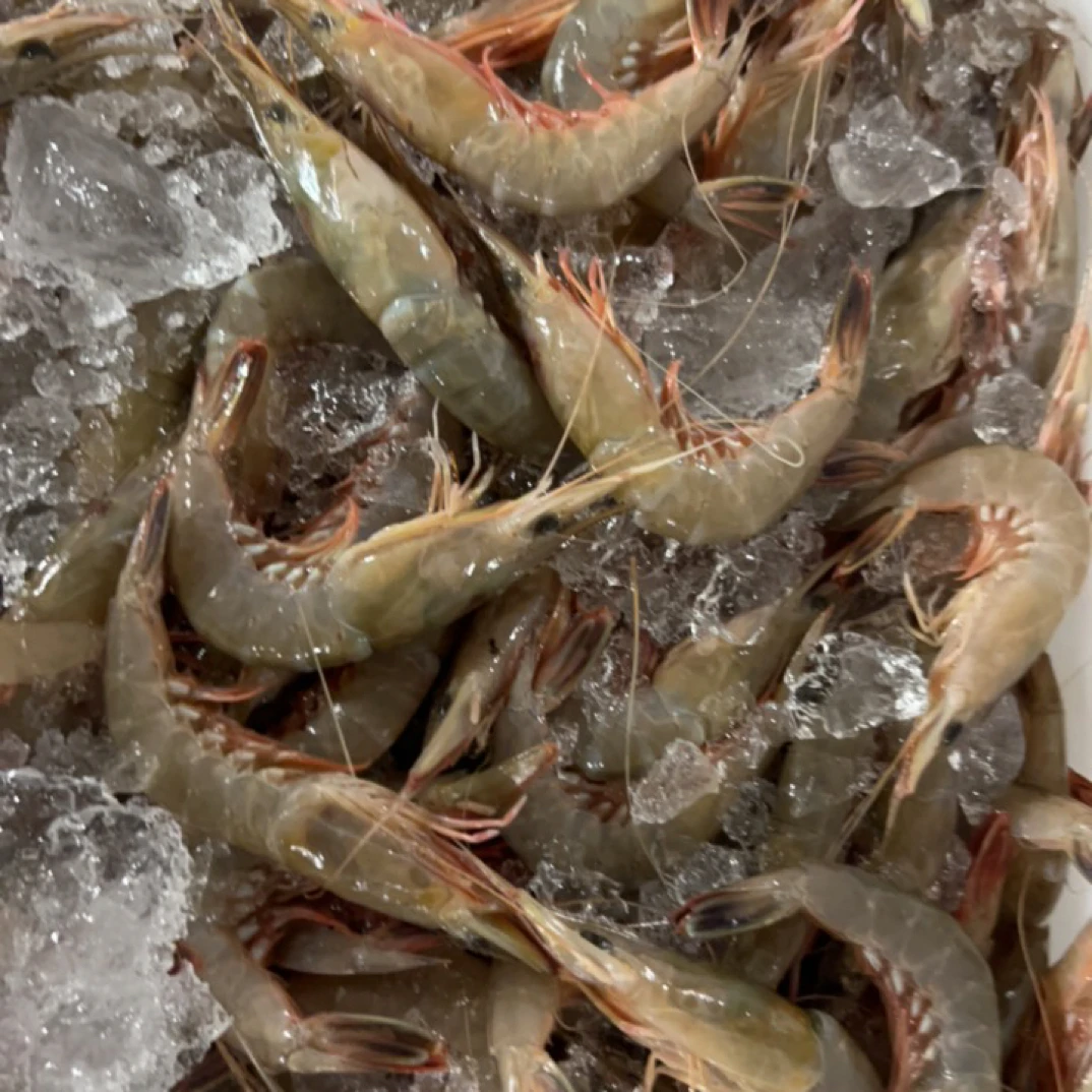 【大滑皮虾3斤】东海野生中号红虾3斤新鲜海虾硬爪虾硬壳虾