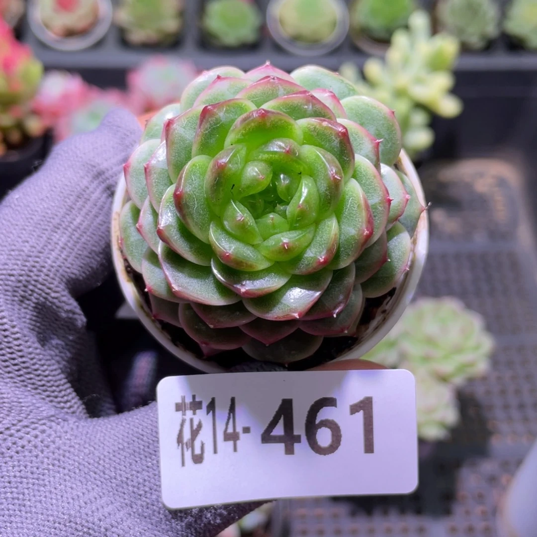 花利美14-461碧砚