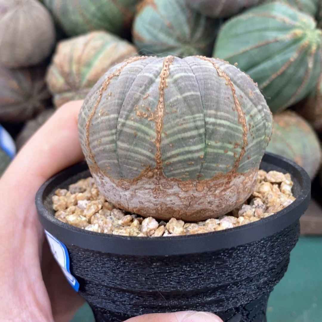 欧系实生布纹球多肉植物