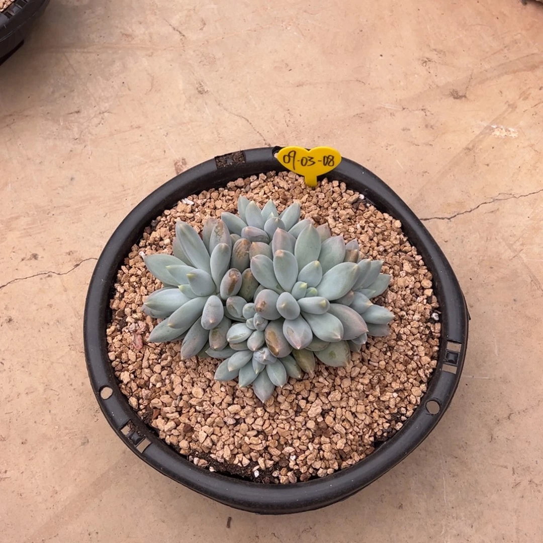 09-03-08哥特萝莉多肉植物