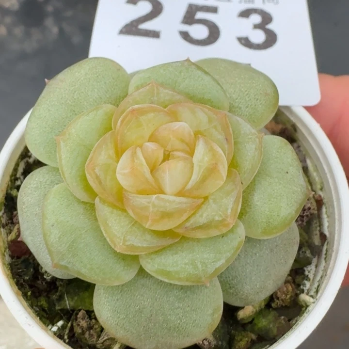 黄遥珍妮            多肉植物