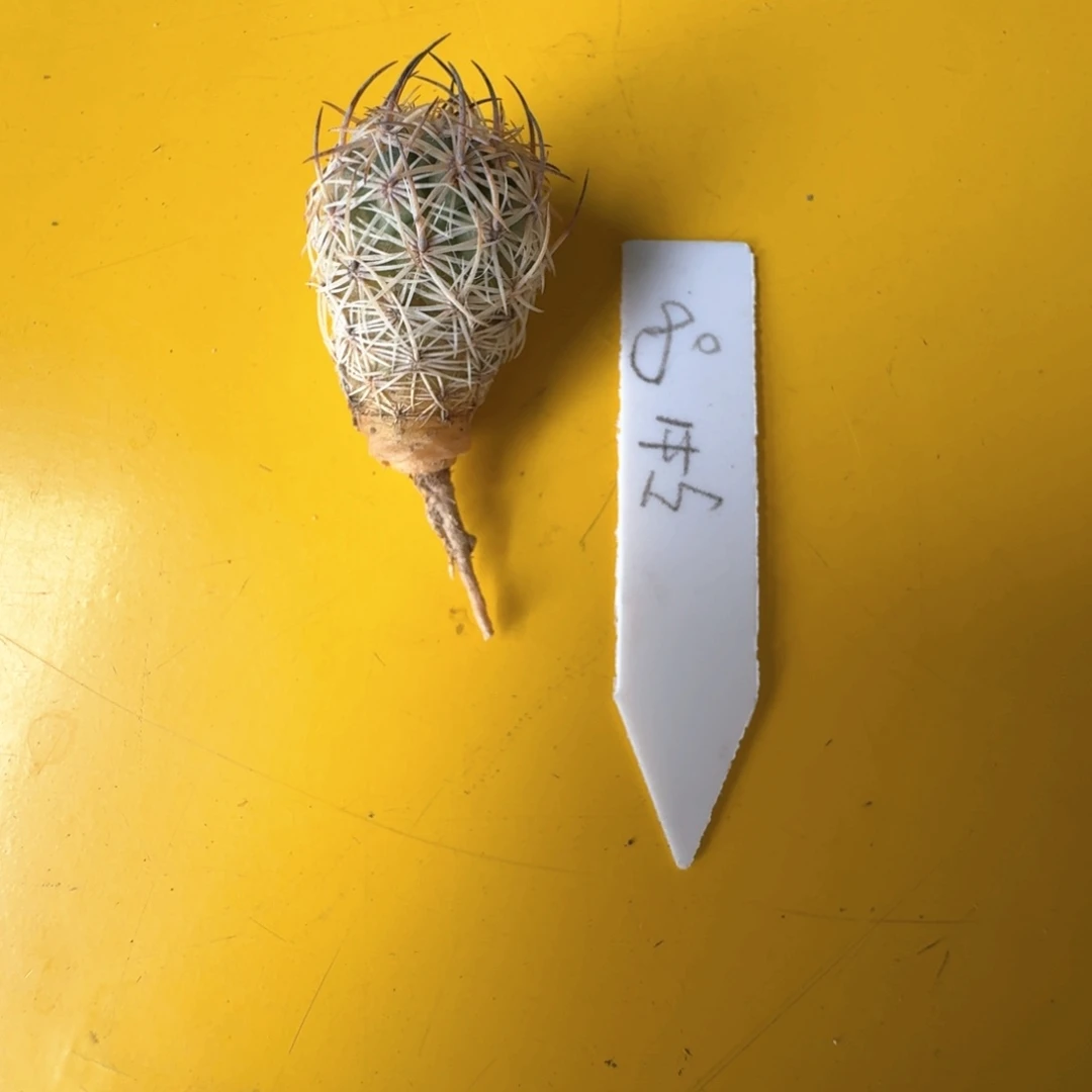 开***水花花花花花花花花