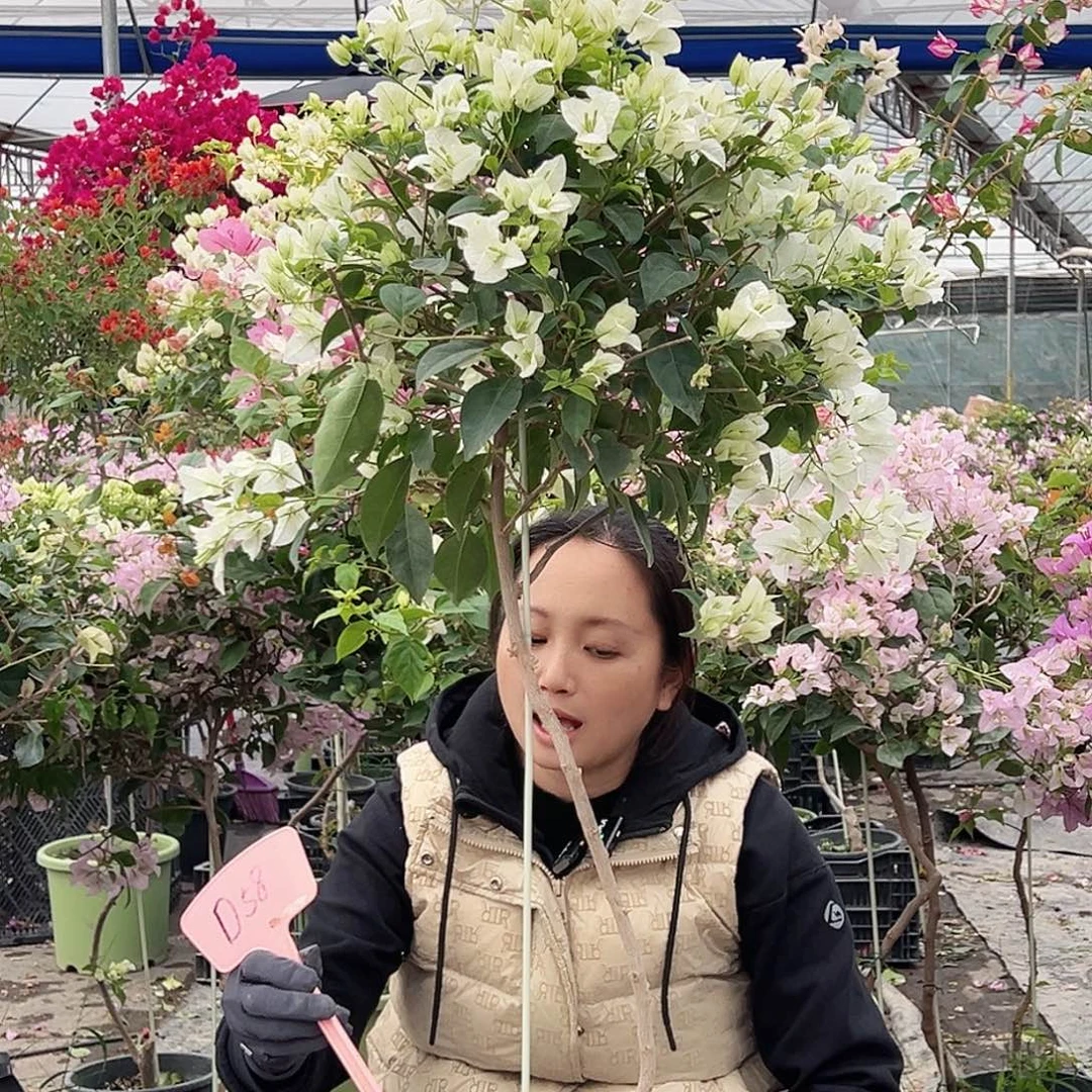 x***r大部分花苞少量开放D58白雪公主