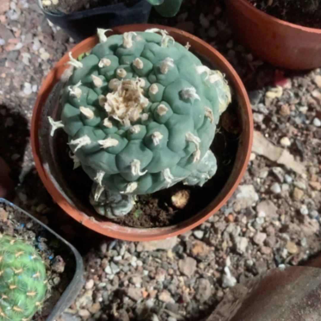 【闪购商品】雨*仙人球