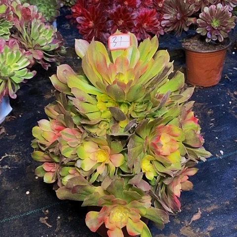 香妃老桩捧花31链接