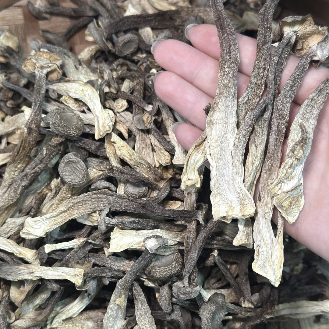 老张家鹿茸菇特级干货 肥厚爽脆无硫菇农直发农家自然晾晒炒菜