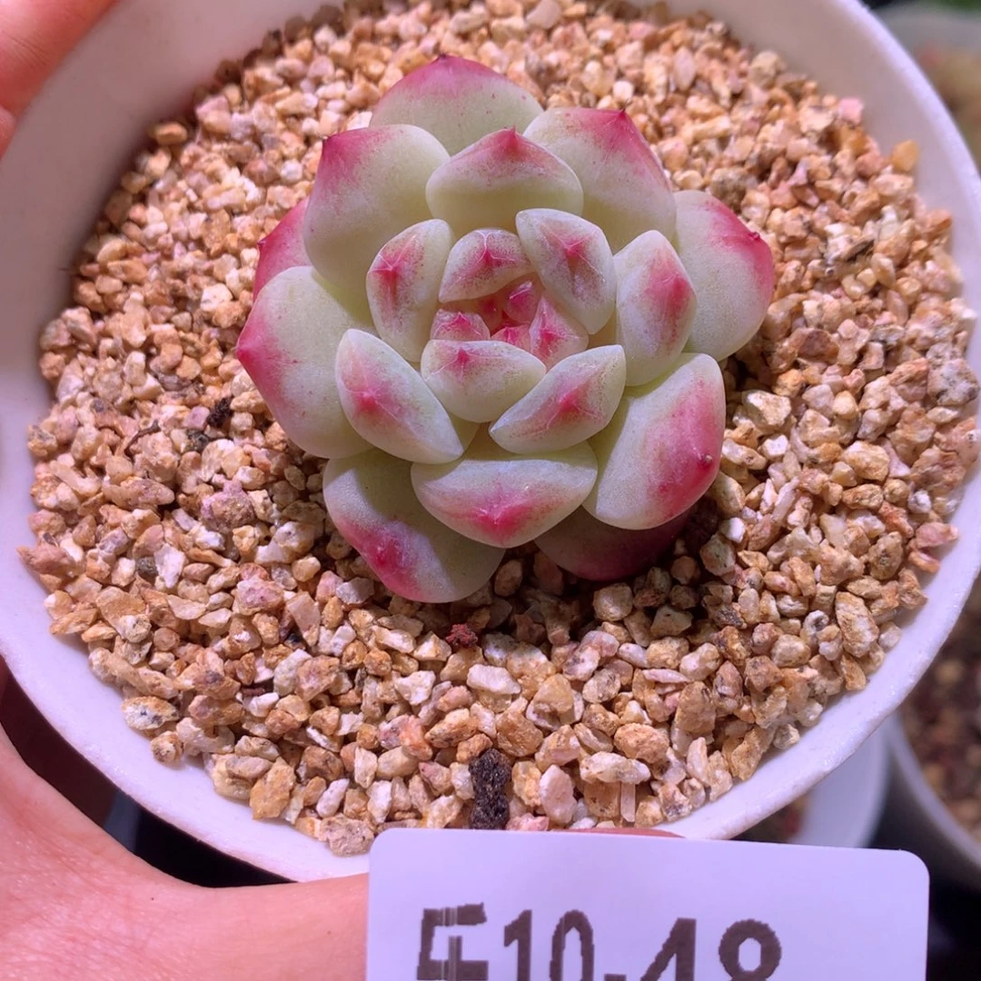 乐然10-48 秘境冰魄