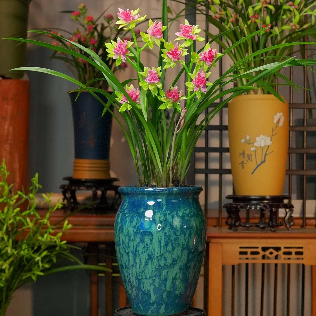 建兰铭品【天仙牡丹】富山奇蝶带花苞蓝陶瓷盆幽香兰花室内好养易活