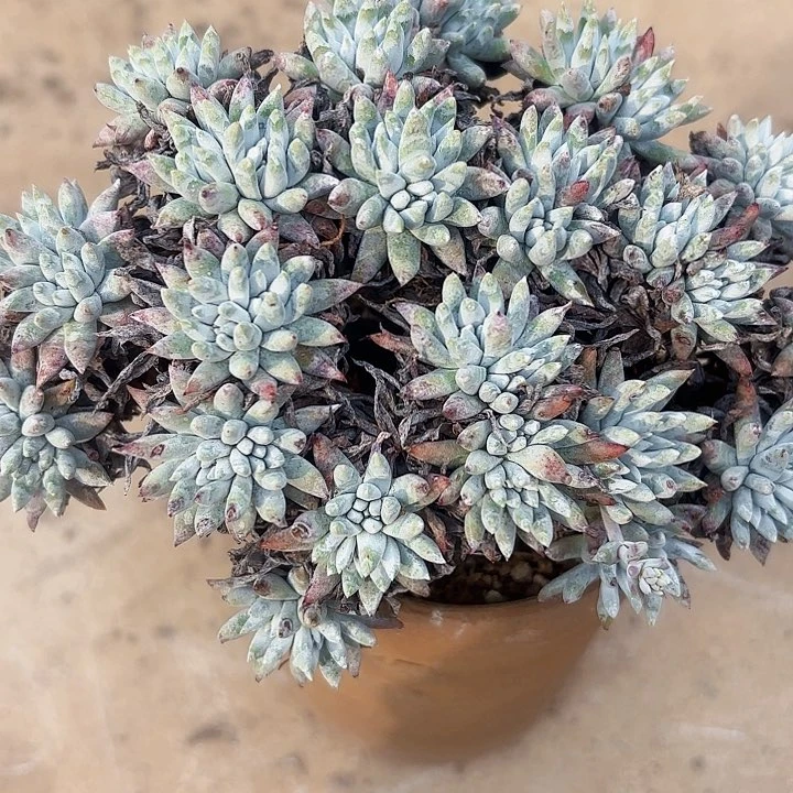 火**糕仙女杯多肉植物