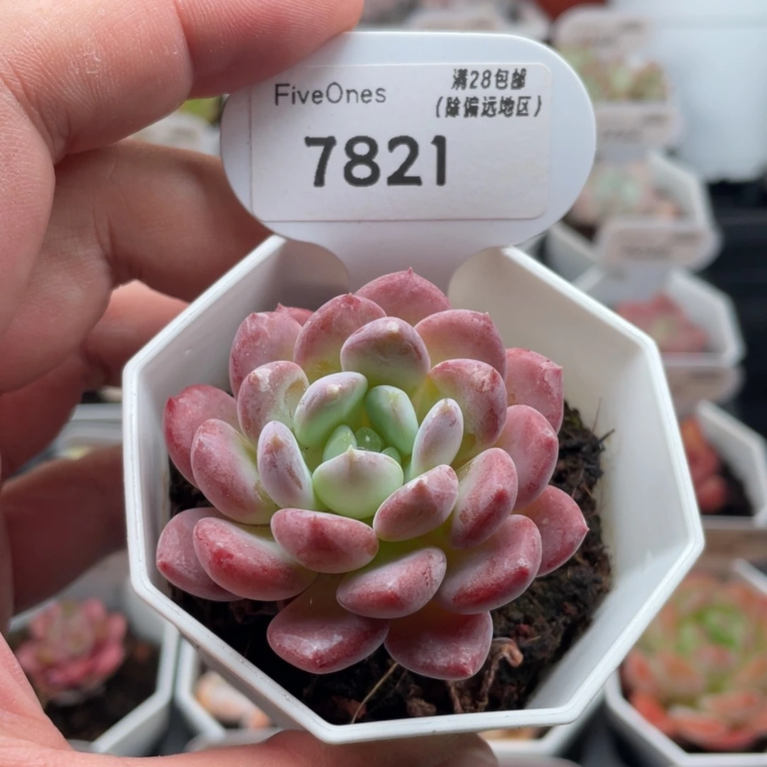 水晶琥珀7821-5厘米