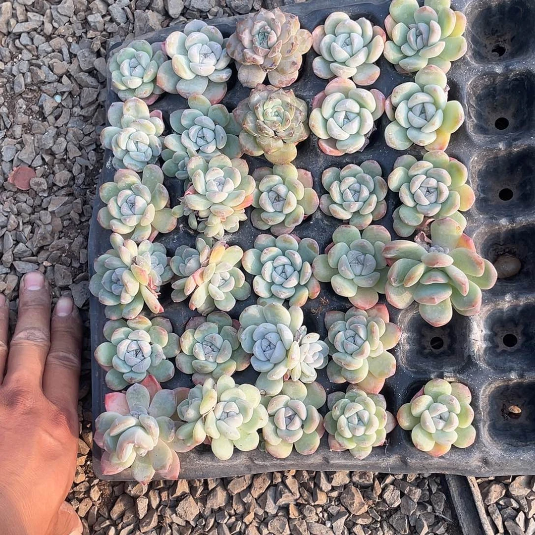 冰玉，植物中的精品