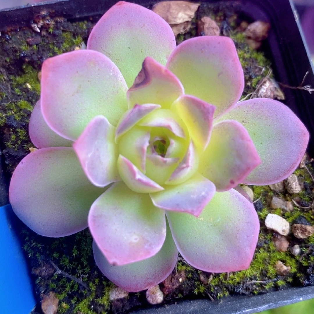 蝶恋花一物一拍003山地玫瑰