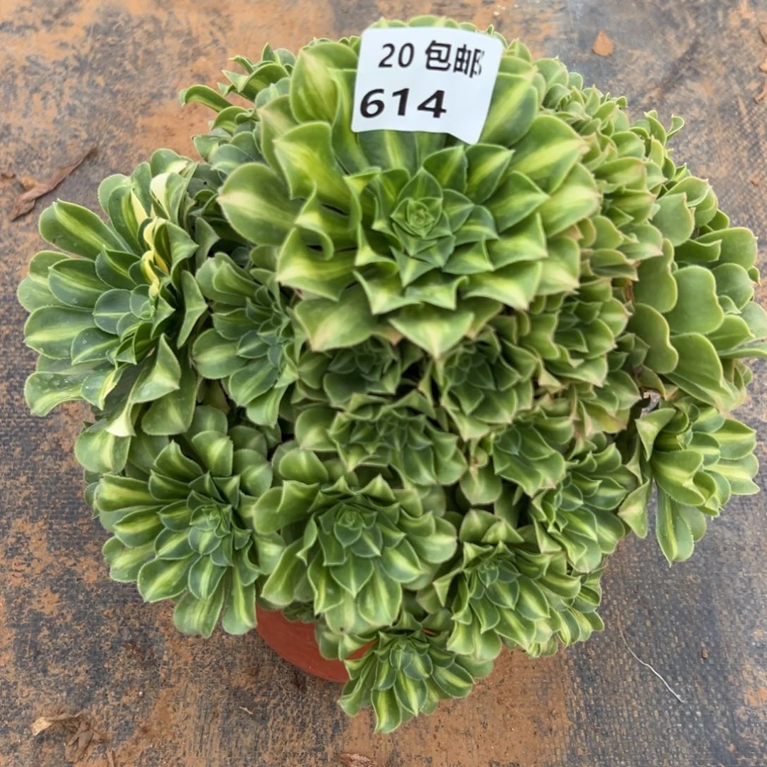 614翡翠琉璃，满20包邮嘟叮熊