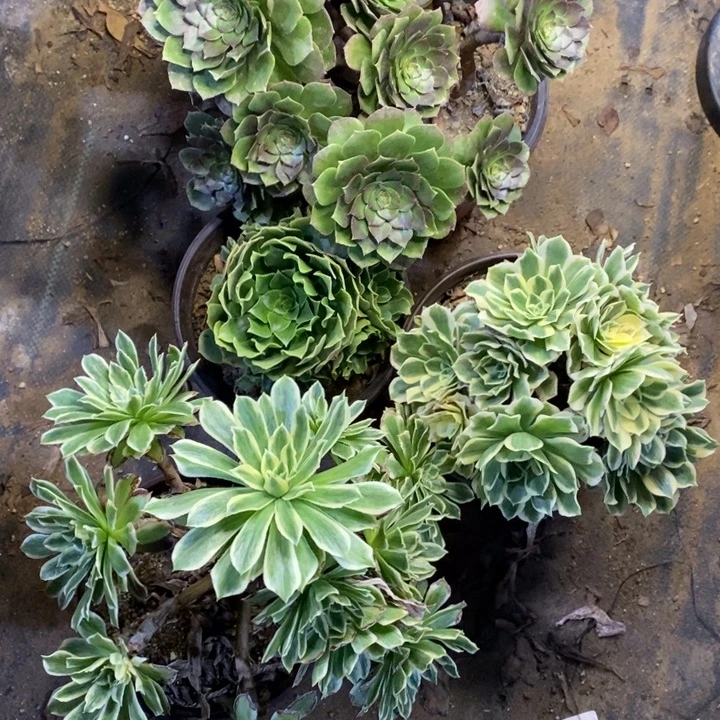 4盆多肉断头不包3811