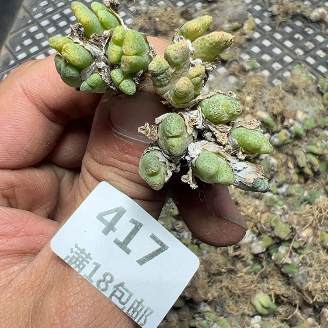 【闪购商品】 417。