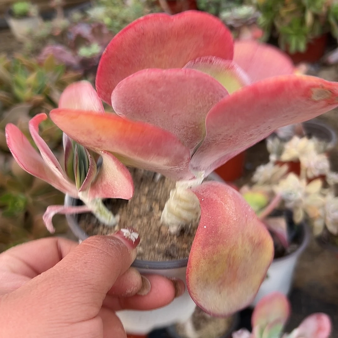 多肉植物多肉植物