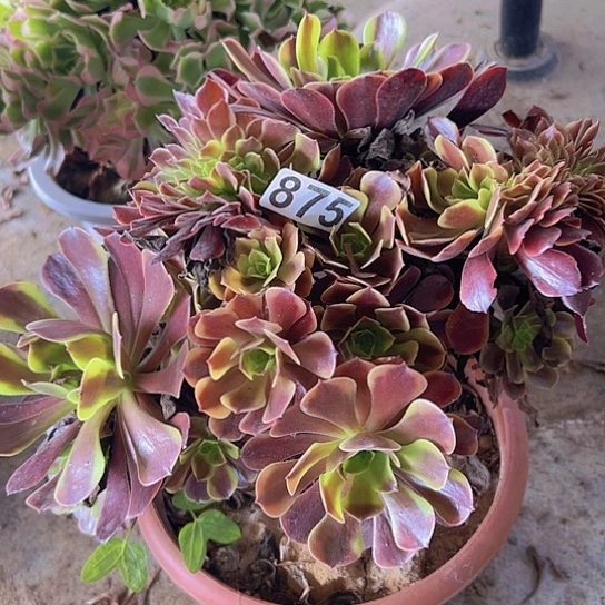 感***李多肉植物一个欧嘉莉追