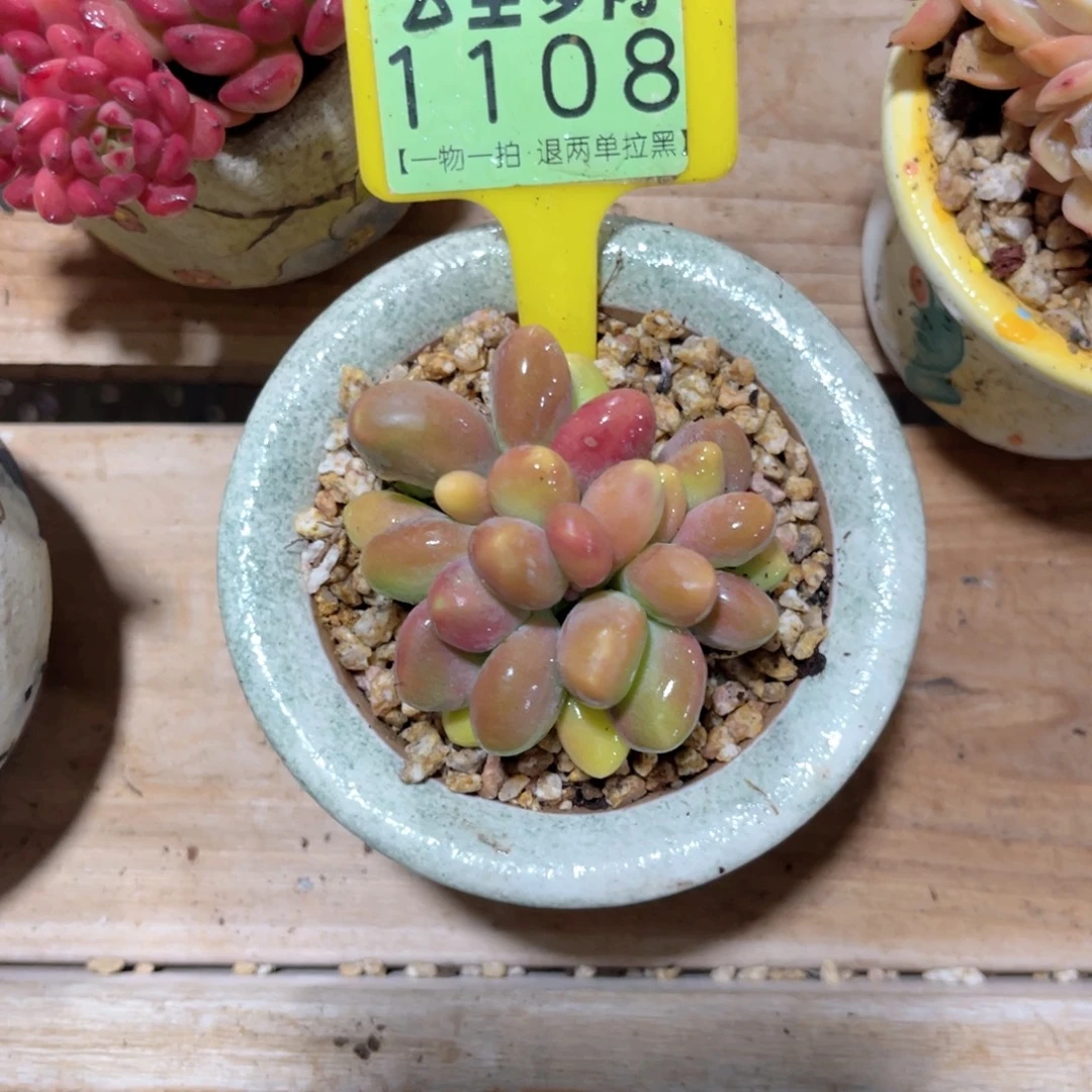 琳***宝云尘多肉一物一拍1108不含盆，